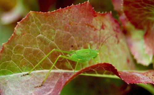 Phaneroptera sp.